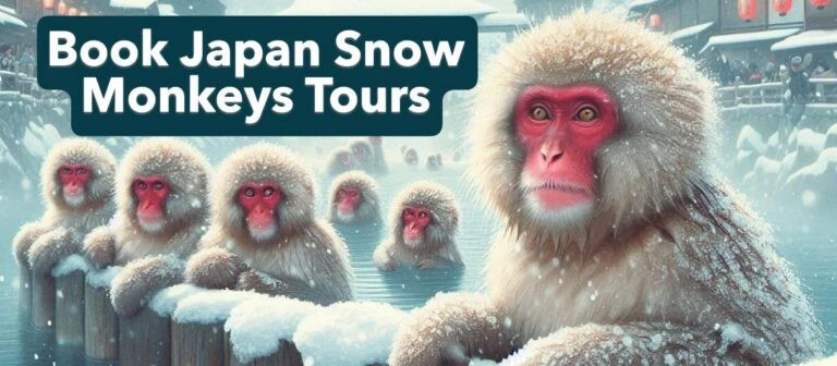 Book Japan snow monkey tours from Madarao Kogen